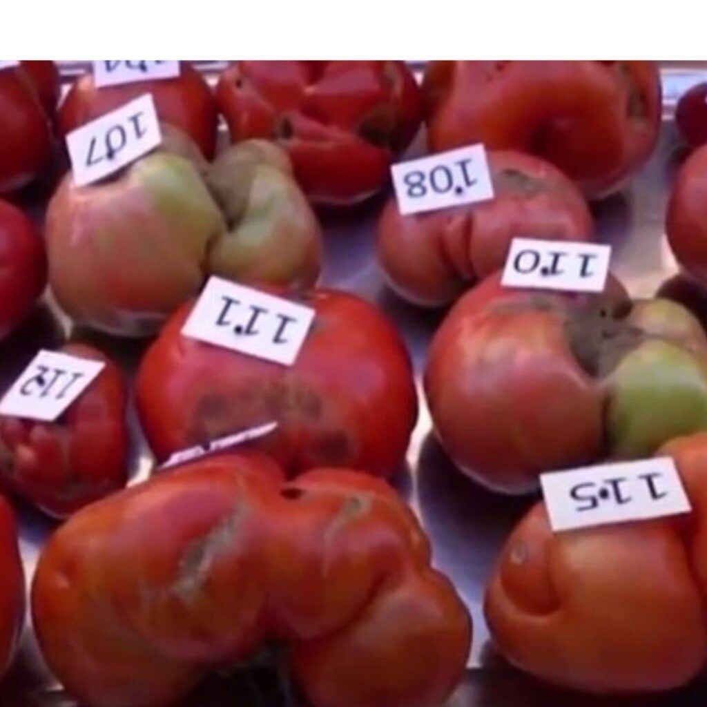 Navarra - Concurso Tomate Feo Tudela