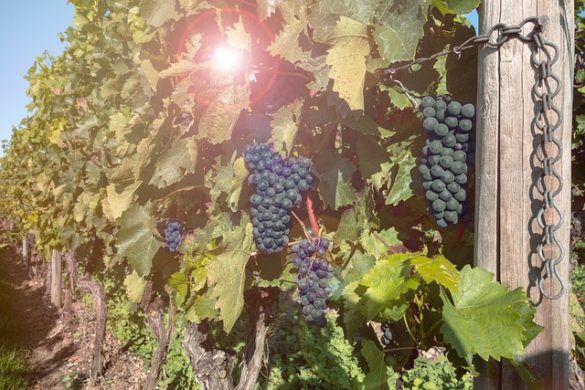 Andalucía - La Noche Del Vino Competa
