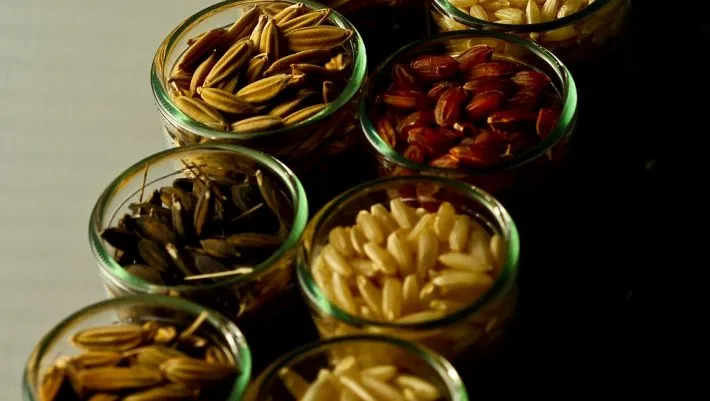 La Importancia de la Diversidad de Ingredientes en la Cocina Regional: Un Viaje Gastronómico Auténtico Blog - La Importancia de la Diversidad de Ingredientes en la Cocina Regional: Un Viaje Gastronómico Auténtico
